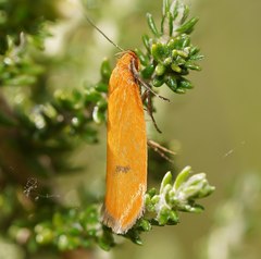 Endeolena aurinatella