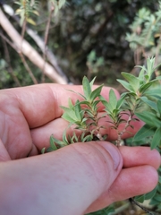 Pimelea tomentosa