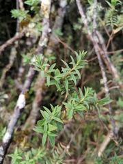Pimelea tomentosa