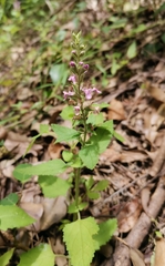 Teucrium argutum