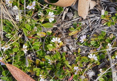 Scaevola hookeri
