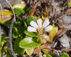 Scaevola hookeri