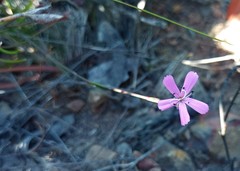 Dianthus albens