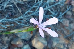 Dianthus albens
