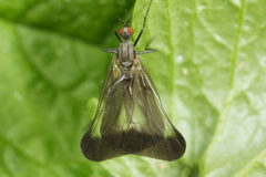 Rhamphomyia marginata