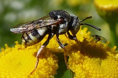 Epeolus variegatus