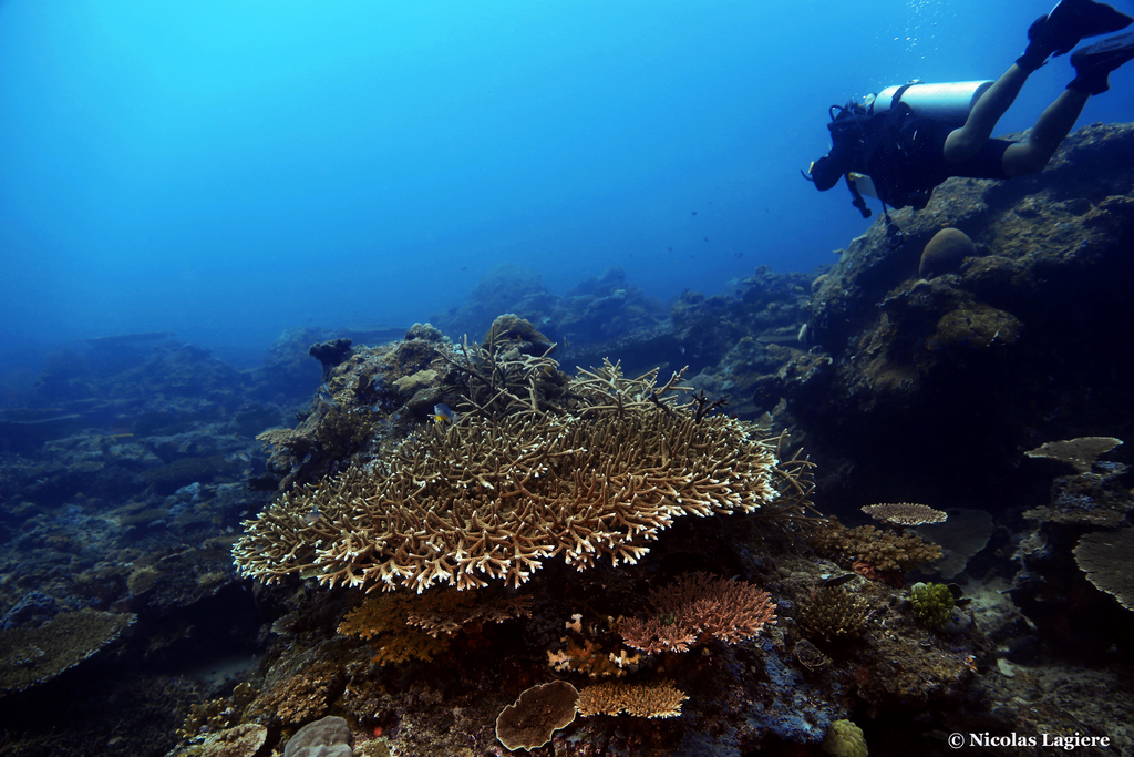 Acropora hoeksemai