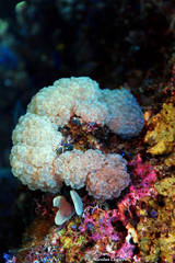 Plerogyra cauliformis