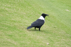 Corvus pectoralis