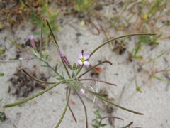 Malcolmia ramosissima