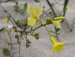 Bunias erucago