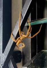 Cupiennius salei
