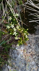 Stackhousia pulvinaris