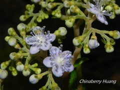 Hydrangea densifolia