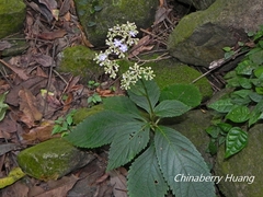 Hydrangea densifolia