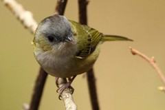 Pteruthius xanthochlorus