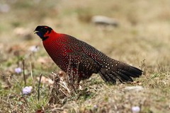 Tragopan satyra