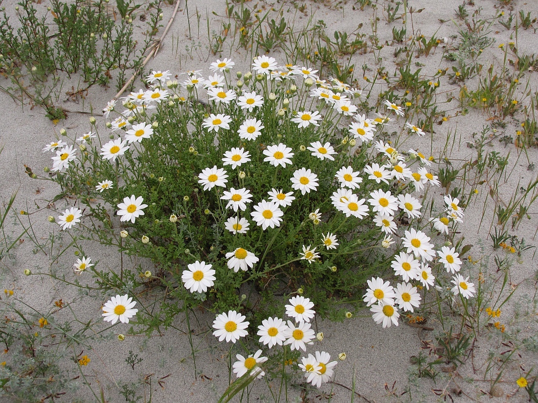 Anthemis