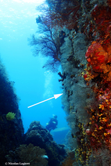 Macrorhynchia phoenicea