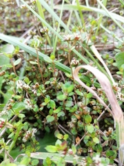 Gonocarpus aggregatus