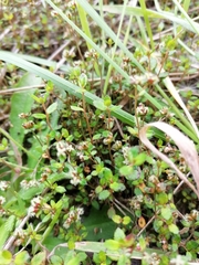 Gonocarpus aggregatus