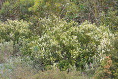 Orites lancifolius