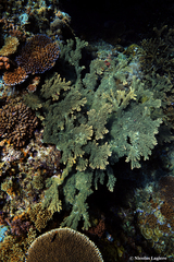 Acropora florida