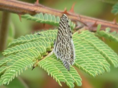 Leptotes lamasi