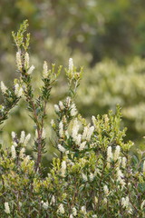 Orites lancifolius