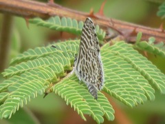 Leptotes lamasi