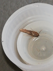 Blastobasis maroccanella