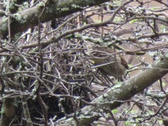 Synallaxis hypochondriaca