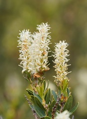 Orites lancifolius