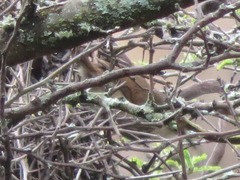 Synallaxis hypochondriaca