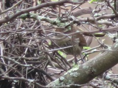 Synallaxis hypochondriaca