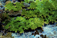 Acropora florida