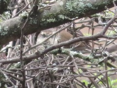 Synallaxis hypochondriaca