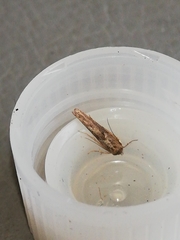 Blastobasis maroccanella