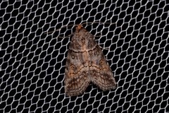 Calathusa hypotherma