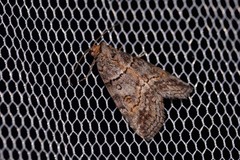 Calathusa hypotherma