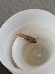 Blastobasis maroccanella