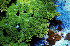Acropora florida