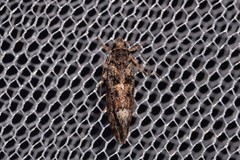 Lichenaula phloeochroa