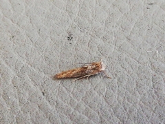 Blastobasis maroccanella