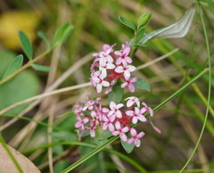Pimelea alpina