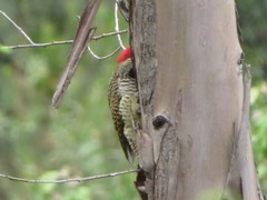 Colaptes atricollis
