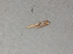 Blastobasis maroccanella