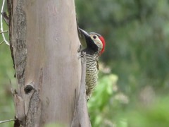 Colaptes atricollis