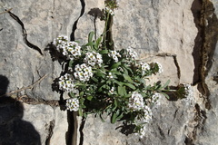 Lobularia maritima maritima