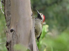 Colaptes atricollis